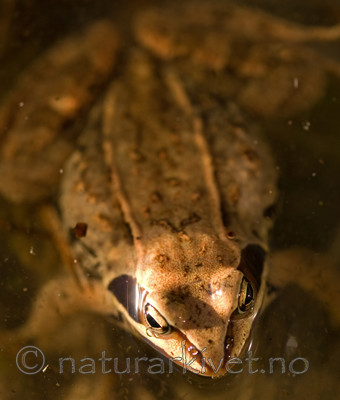 BB 08 0037 / Rana arvalis / Spissnutefrosk